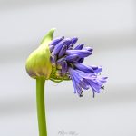 Agapanthus Agapanthus