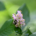 Clethra Clethra