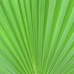 Fan Palm Fan Palm