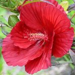 Hibiscus Hibiscus