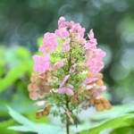 Hydrangea Hydrangea