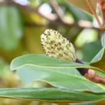 Magnolia Magnolia