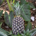 Pineapple Pineapple
