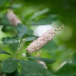 Sweet Pepperbush Sweet Pepperbush