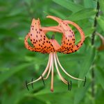 Tiger Lily Tiger Lily
