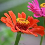 Zinnias Zinnias