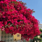 Bougainvillea Bougainvillea