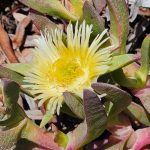 Delosperma Delosperma