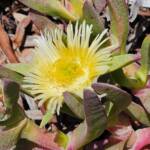 Delosperma Delosperma