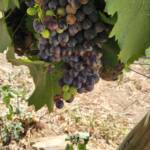 Grapes Grapes