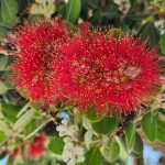 Pohutukawa Pohutukawa