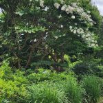 Crapemyrtle Acoma Crapemyrtle Acoma