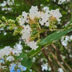 Crapemyrtle Acoma Flowers Crapemyrtle Acoma Flowers