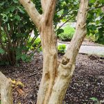 Crapemyrtle Trunk Crapemyrtle Trunk