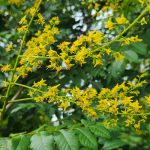 Koelreuteria Paniculata Flowers Koelreuteria Paniculata Flowers