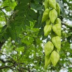 Koelreuteria Paniculata Lanterns Koelreuteria Paniculata Lanterns