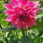 Belle of Barmera Dahlia Belle of Barmera Dahlia
