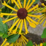 Rudbeckia Henry Eilers Rudbeckia Henry Eilers
