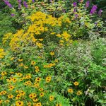 Tibouchina Blackeyed Susan Etc Tibouchina Blackeyed Susan Etc