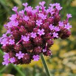 Verbena Bonariensis Verbena Bonariensis