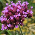 Verbena Bonariensis Verbena Bonariensis
