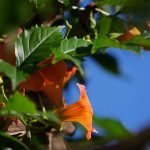 Steve Kanan - 7-30-23 Steve Kanan - 7-30-23