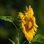 Steve Kanan - 7-30-23 Steve Kanan - 7-30-23