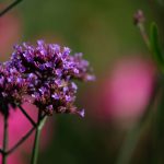 Steve Kanan - 7-30-23 Steve Kanan - 7-30-23