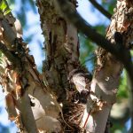 Steve Kanan - 7-30-23 Steve Kanan - 7-30-23