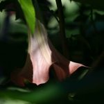 Steve Kanan - 7-30-23 Steve Kanan - 7-30-23