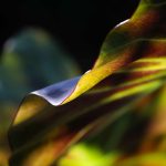 Steve Kanan - 7-30-23 Steve Kanan - 7-30-23