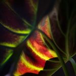 Steve Kanan - 7-30-23 Steve Kanan - 7-30-23