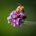 Steve Kanan - 7-30-23 Steve Kanan - 7-30-23