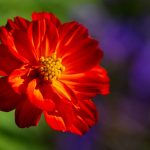 Steve Kanan - 7-30-23 Steve Kanan - 7-30-23