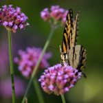 Steve Kanan - 8/20/23 Steve Kanan - 8/20/23