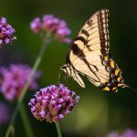 Steve Kanan - 8/20/23 Steve Kanan - 8/20/23