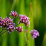 Steve Kanan - 8/20/23 Steve Kanan - 8/20/23