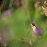 Steve Kanan - 8/20/23 Steve Kanan - 8/20/23