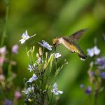 Steve Kanan - 8/20/23 Steve Kanan - 8/20/23