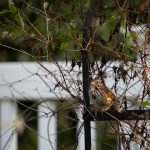 Steve Kanan - 8/20/23 Steve Kanan - 8/20/23