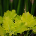 Steve Kanan - 8/20/23 Steve Kanan - 8/20/23