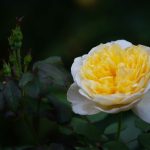 Steve Kanan - 8/20/23 Steve Kanan - 8/20/23