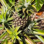 Pineapple Pineapple