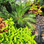 Sago Palm Coleus Croton Banana Sago Palm Coleus Croton Banana