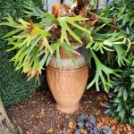 Staghorn Fern Staghorn Fern