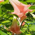 PeachyBrugmansia Peachy Brugmansia