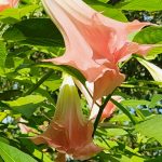 PeachyBrugmansia Peachy Brugmansia