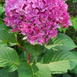 Pink Hydrangea Pink Hydrangea