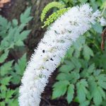 Cimicifuga Cimicifuga