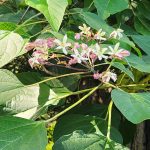 Clerodendrum Trichotomum Clerodendrum Trichotomum